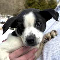 Thumbnail photo of NY Phoenix Avail Jan 10 (Tractor Supply Patterson) #4