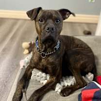 Thumbnail photo of Blaze #3