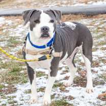 Thumbnail photo of Daisy FKA Kanga #3