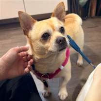 Thumbnail photo of Milo #1