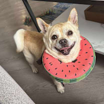 Thumbnail photo of Milo #4