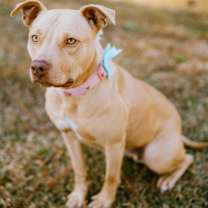 Thumbnail photo of Cheer #1