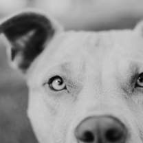 Thumbnail photo of Cheer #2