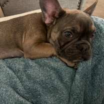 Thumbnail photo of Bella #1