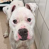 Thumbnail photo of Pepper #3