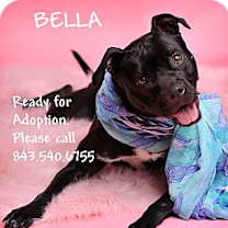 Thumbnail photo of BELLA #1
