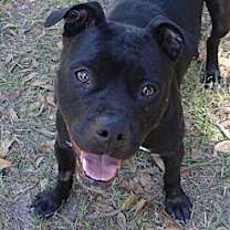 Thumbnail photo of BELLA #2