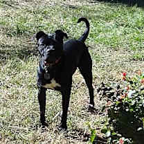 Thumbnail photo of BELLA #3