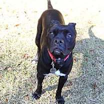 Thumbnail photo of BELLA #4