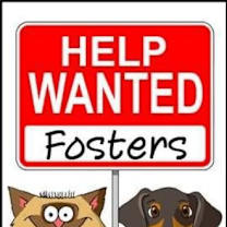 Thumbnail photo of FOSTERS NEEDED!! #1