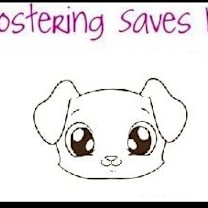 Thumbnail photo of FOSTERS NEEDED!! #2