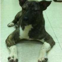 Thumbnail photo of Swiper #4