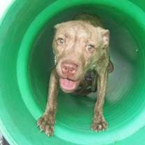 Thumbnail photo of Dalton #3