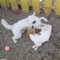 Thumbnail photo of Samantha - must go with Dylan #2