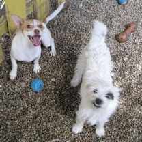 Thumbnail photo of Dylan - must go with Samantha #3