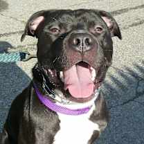 Thumbnail photo of Jax #1