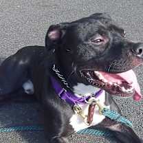 Thumbnail photo of Jax #3
