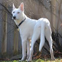 Thumbnail photo of Jagger #1