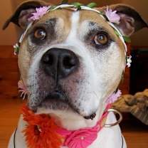 Thumbnail photo of Mabel - super friendly! #1