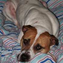 Thumbnail photo of Mabel - super friendly! #4