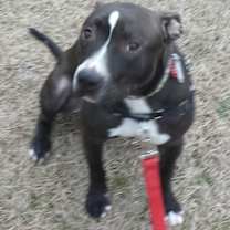 Thumbnail photo of NOVA #1