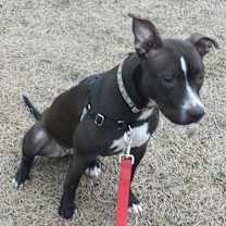 Thumbnail photo of NOVA #2