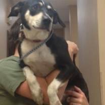 Thumbnail photo of Buster #1