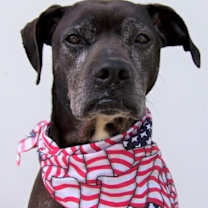 Thumbnail photo of Rocco - loyal companion! #1