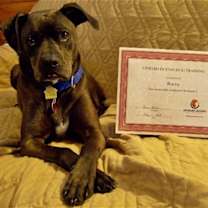 Thumbnail photo of Rocco - loyal companion! #2