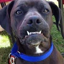 Thumbnail photo of Rocco - loyal companion! #4