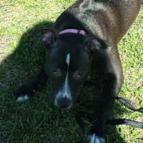 Thumbnail photo of NOVA #3