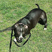 Thumbnail photo of NOVA #4