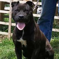 Thumbnail photo of ONYX #1