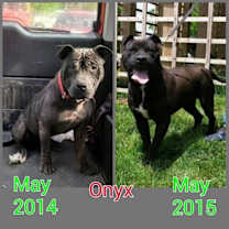 Thumbnail photo of ONYX #2