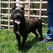 Thumbnail photo of ONYX #4