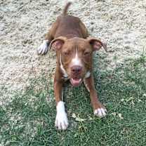 Thumbnail photo of hershey #1