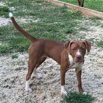 Thumbnail photo of hershey #2