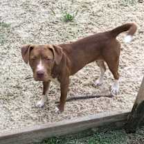 Thumbnail photo of hershey #3