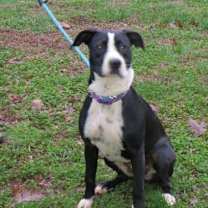 Thumbnail photo of Mango Grace #2