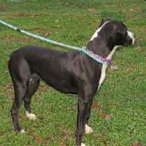 Thumbnail photo of Mango Grace #3