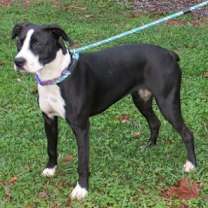 Thumbnail photo of Mango Grace #4