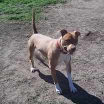 Thumbnail photo of Nacho #2