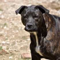 Thumbnail photo of Rhea #1