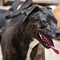Thumbnail photo of Rhea #2