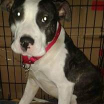 Thumbnail photo of Winston *Amputee* #1