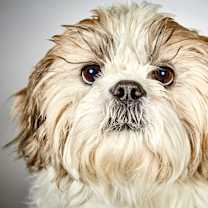 Thumbnail photo of Teuscher #2