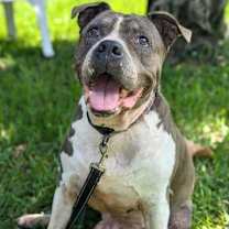 Thumbnail photo of Tyson #1