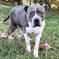 Thumbnail photo of Tyson #2