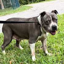Thumbnail photo of Tyson #3