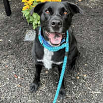 Thumbnail photo of Lucky Havard #1